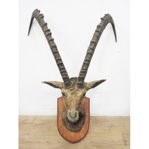 433 - A neck mounted Ibex Head on oak shield bearing Edward Gerrard & Sons label to verso