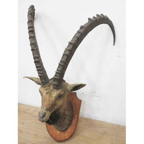 433 - A neck mounted Ibex Head on oak shield bearing Edward Gerrard & Sons label to verso