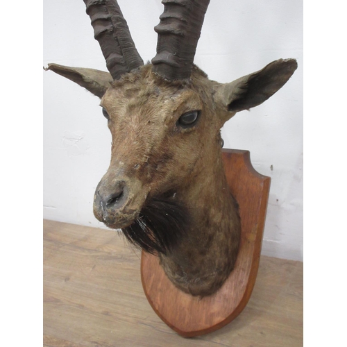 433 - A neck mounted Ibex Head on oak shield bearing Edward Gerrard & Sons label to verso