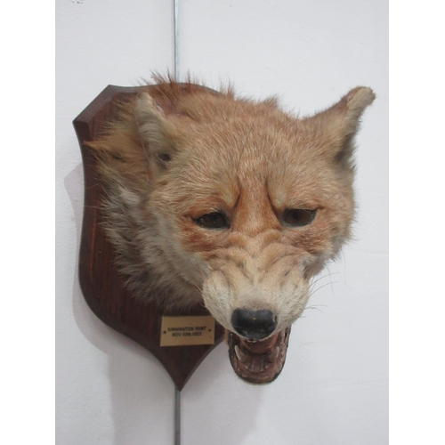 434 - A Fox Mask with label 'Sinnington Hunt Nov 10th 1923', P. Spicer & Sons stamps to rear