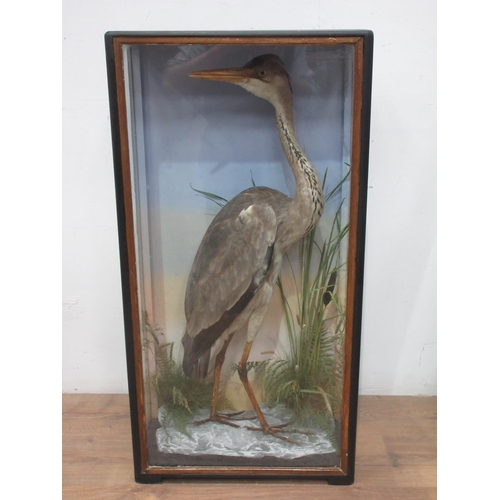 436 - An antique ebonised and glazed taxidermy Case by Hutchings of Aberystwyth displaying a mounted Grey ... 