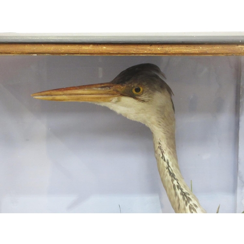 436 - An antique ebonised and glazed taxidermy Case by Hutchings of Aberystwyth displaying a mounted Grey ... 