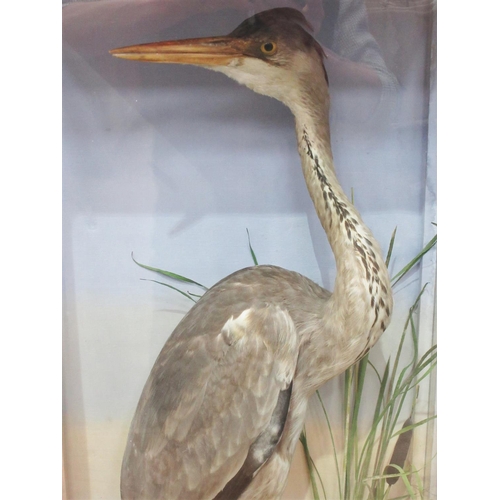 436 - An antique ebonised and glazed taxidermy Case by Hutchings of Aberystwyth displaying a mounted Grey ... 