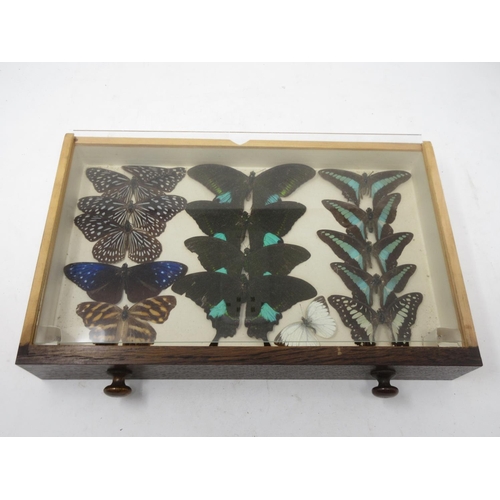 437 - A 20th Century oak Collector's Cabinet fitted six drawers each containing tropical Butterflies 1ft 5... 