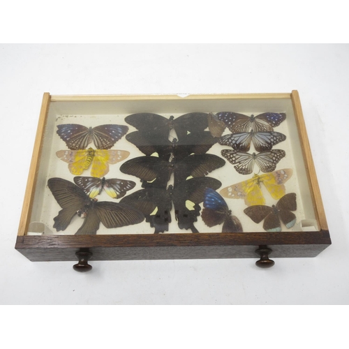 437 - A 20th Century oak Collector's Cabinet fitted six drawers each containing tropical Butterflies 1ft 5... 