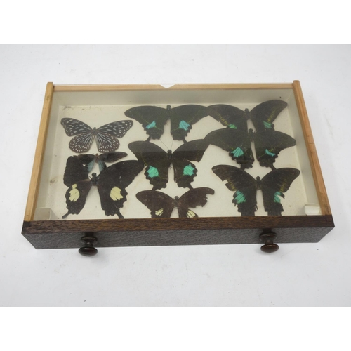 437 - A 20th Century oak Collector's Cabinet fitted six drawers each containing tropical Butterflies 1ft 5... 