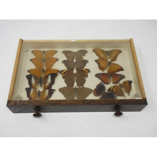 437 - A 20th Century oak Collector's Cabinet fitted six drawers each containing tropical Butterflies 1ft 5... 