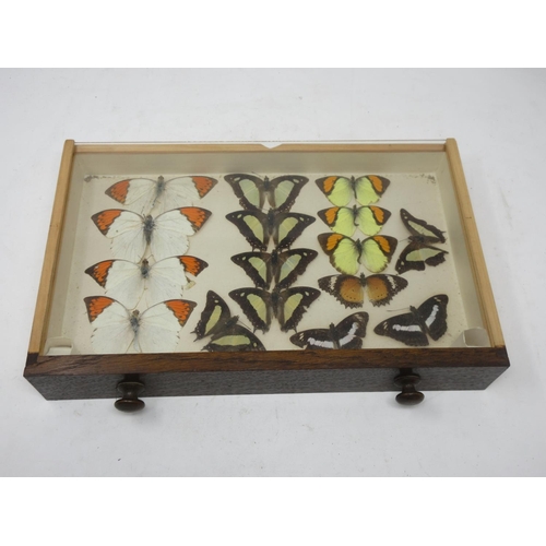 437 - A 20th Century oak Collector's Cabinet fitted six drawers each containing tropical Butterflies 1ft 5... 