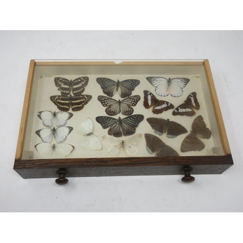 437 - A 20th Century oak Collector's Cabinet fitted six drawers each containing tropical Butterflies 1ft 5... 