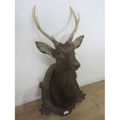 467 - A taxidermy neck mounted six point Sika Stag on carved Black Forest style shield