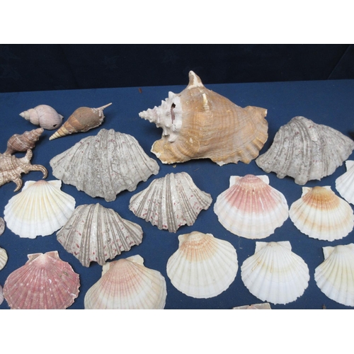 438 - A collection of Sea Shells including scallops