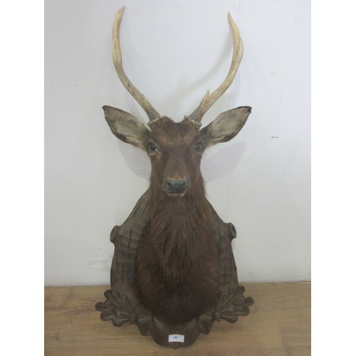 467 - A taxidermy neck mounted six point Sika Stag on carved Black Forest style shield