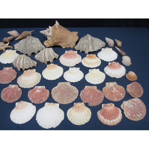 438 - A collection of Sea Shells including scallops