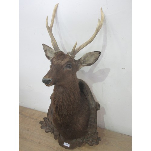 467 - A taxidermy neck mounted six point Sika Stag on carved Black Forest style shield