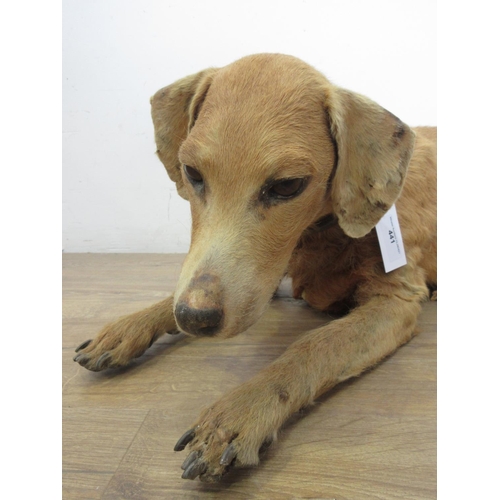 441 - A taxidermy specimen of a reclining Dog, probably a decoyman's Tolly Dog 3ft L