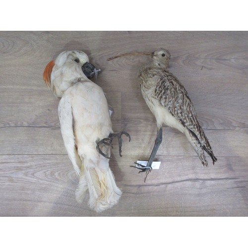 468 - An antique taxidermy specimen of a Sulphur-crested Cockatoo and a Eurasian Curlew