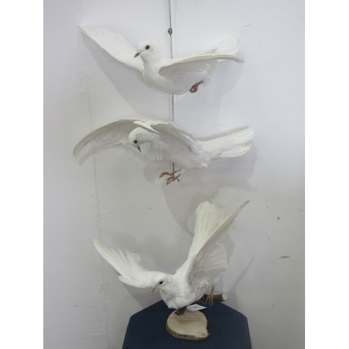 469 - Three taxidermy white Doves in flight postures one on a wall mounted branch