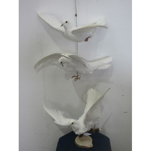 469 - Three taxidermy white Doves in flight postures one on a wall mounted branch