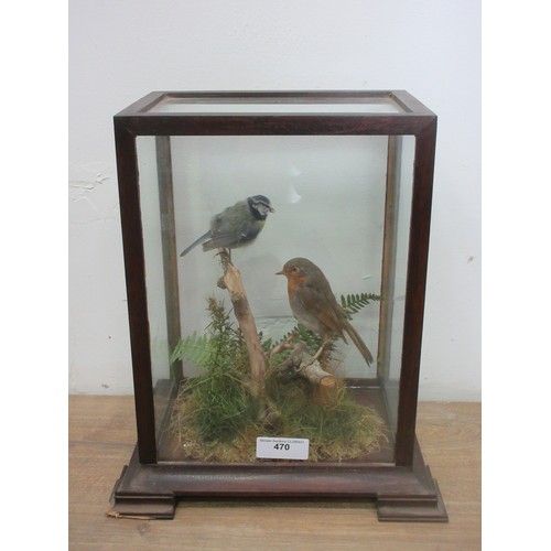 470 - A glazed taxidermy Case displaying a Blue Tit and Robin on branch amongst ferns 14in H x 12in W