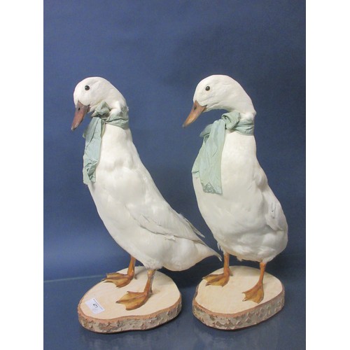 471 - A pair of taxidermy white domestic Ducks with blue ribbons on rustic wooden bases 19in H