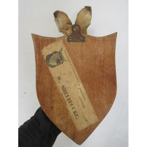 456 - A taxidermy Hare Mask on oak shield bearing painted inscription 'M.J Heacham Harriers, Ingoldisthorp... 