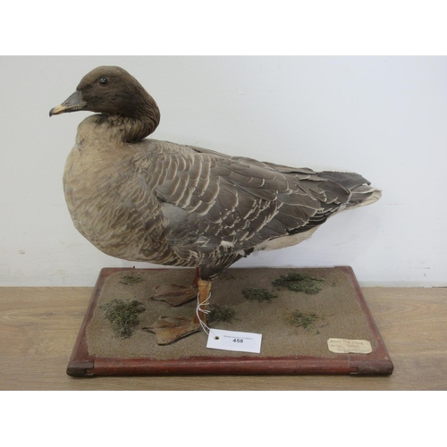 458 - A taxidermy specimen of a Pinkfooted Goose on naturalistic gravel effect base bearing paper label No... 