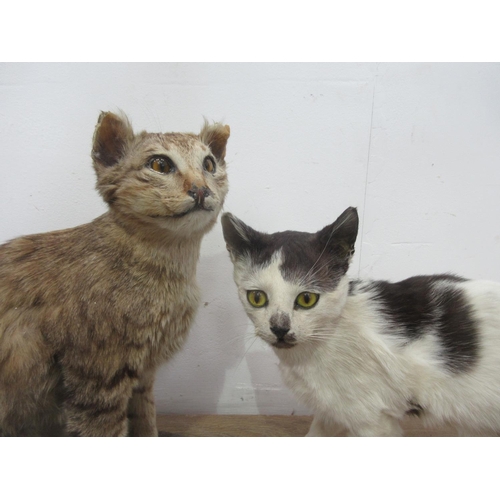 460 - A taxidermy specimen of a tabby Cat on gravel effect base and another of a white and black Cat