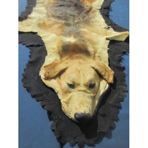 462 - A taxidermy Hound Rug with felt backing, bearing P. Spicer & Sons label to rear, 5ft L x 3ft W appro... 