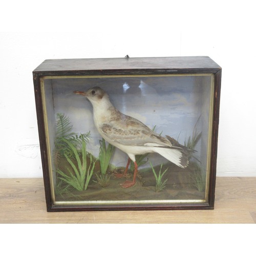 472 - An antique ebonised and glazed taxidermy Case displaying a juvenile Black-headed Gull with painted b... 