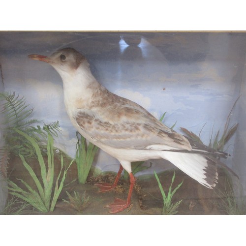 472 - An antique ebonised and glazed taxidermy Case displaying a juvenile Black-headed Gull with painted b... 