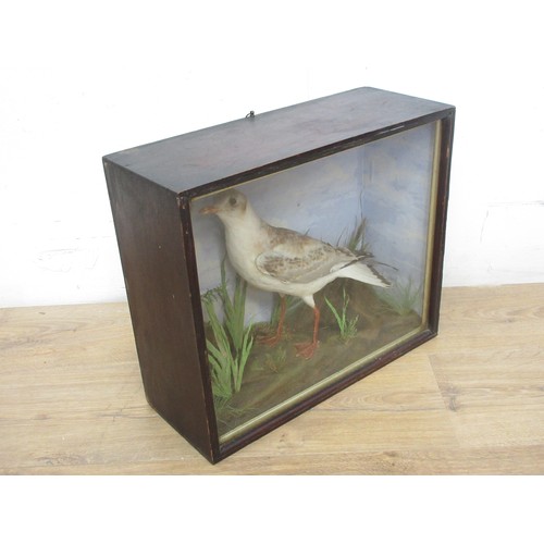 472 - An antique ebonised and glazed taxidermy Case displaying a juvenile Black-headed Gull with painted b... 