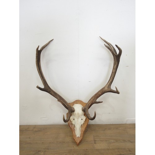 473 - A set of thirteen point Bavarian Red Stag Antlers on oak shield 2ft 7in W