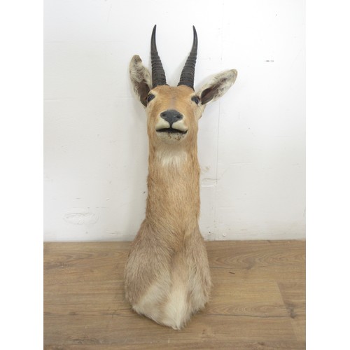 475 - A taxidermy neck mounted Mountain Reedbuck in the style and size of Rowland Ward, no stamp