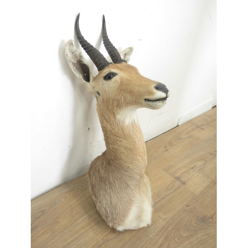 475 - A taxidermy neck mounted Mountain Reedbuck in the style and size of Rowland Ward, no stamp