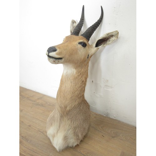 475 - A taxidermy neck mounted Mountain Reedbuck in the style and size of Rowland Ward, no stamp