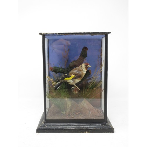 476 - A Victorian ebonised and glazed taxidermy Case displaying a Goldfinch on branch amongst naturalistic... 