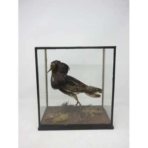 477 - A glazed taxidermy Case displaying a male Ruff in breeding plumage upon naturalistic base in the man... 