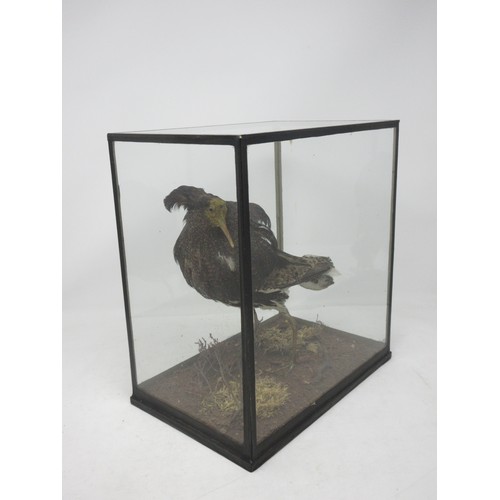 477 - A glazed taxidermy Case displaying a male Ruff in breeding plumage upon naturalistic base in the man... 