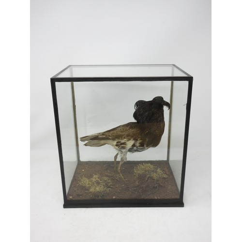 477 - A glazed taxidermy Case displaying a male Ruff in breeding plumage upon naturalistic base in the man... 