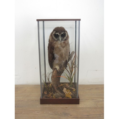 478 - A glazed taxidermy Case displaying a mounted Asian Wood Owl on branch 2ft H x 11in W