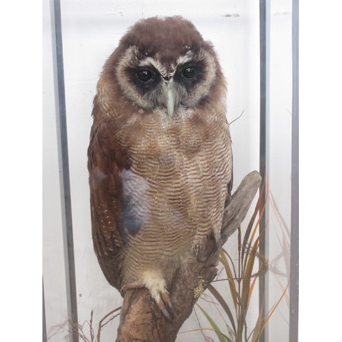 478 - A glazed taxidermy Case displaying a mounted Asian Wood Owl on branch 2ft H x 11in W