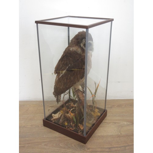 478 - A glazed taxidermy Case displaying a mounted Asian Wood Owl on branch 2ft H x 11in W