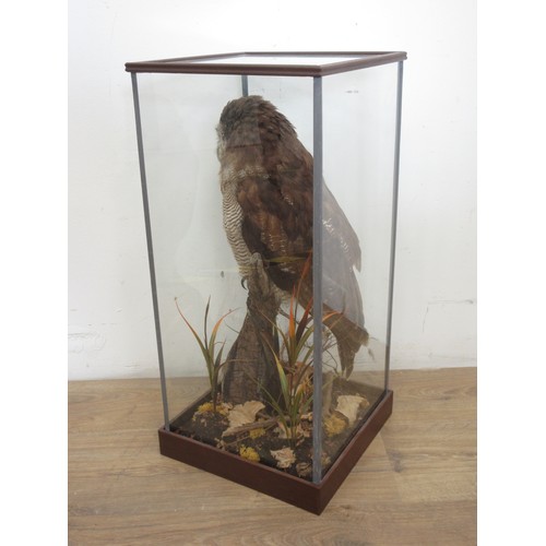 478 - A glazed taxidermy Case displaying a mounted Asian Wood Owl on branch 2ft H x 11in W