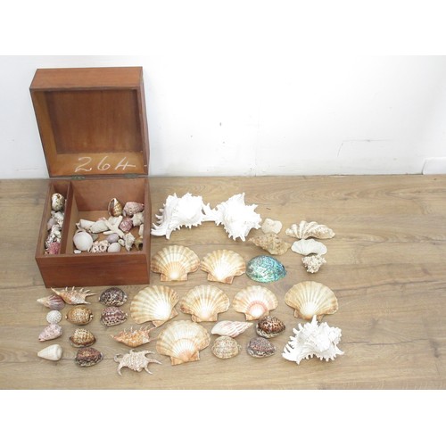 481 - A wooden box of various Sea Shells including scallops