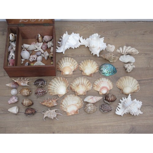 481 - A wooden box of various Sea Shells including scallops