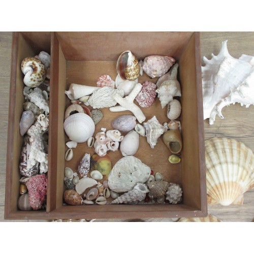 481 - A wooden box of various Sea Shells including scallops