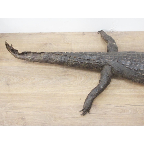 110 - An antique taxidermy specimen of a juvenile Alligator A/F 4ft 6in L