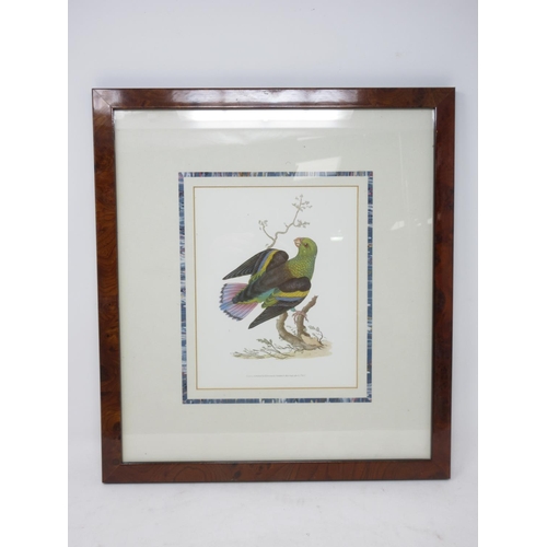 251 - Five framed reproductions of Lorikeets, a Parrot and a Quetzel in walnut frames I 8 x 6 1/2 in