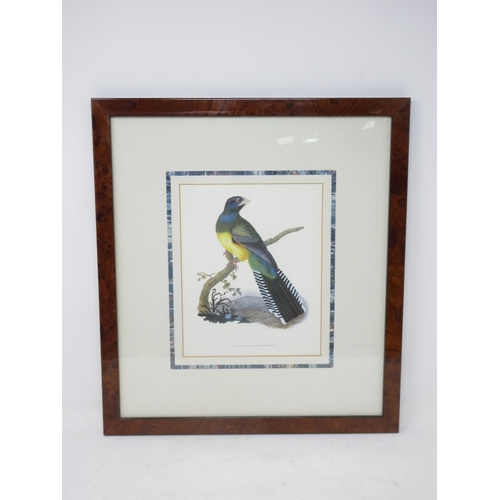 251 - Five framed reproductions of Lorikeets, a Parrot and a Quetzel in walnut frames I 8 x 6 1/2 in