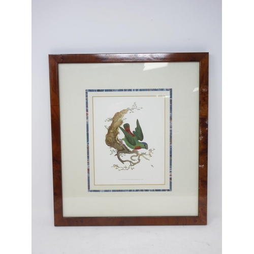 251 - Five framed reproductions of Lorikeets, a Parrot and a Quetzel in walnut frames I 8 x 6 1/2 in